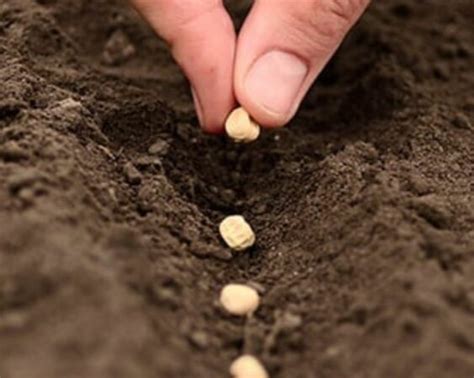 tahapan   menanam kacang tanah  baik  benar berkebun