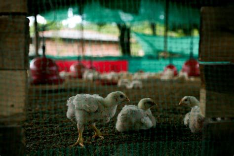 Europe Is Going Through The “worst Ever” Bird Flu Epidemic