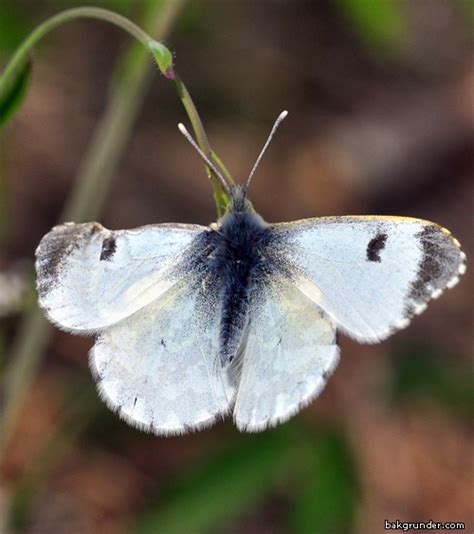 Vita Fj Rilar Rolfs Naturfotoblogg Sida