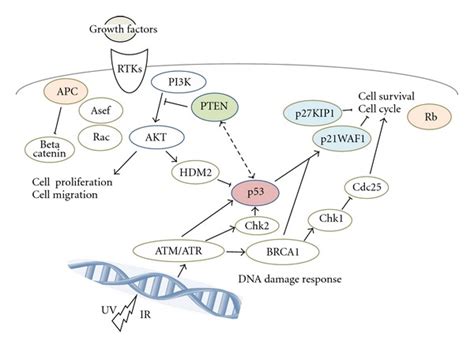 Schematic Representation Of Tumor Suppressor Signaling Including P53