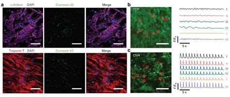 Hku Mechanical Engineering Team Develops Electroconductive Hydrogel For