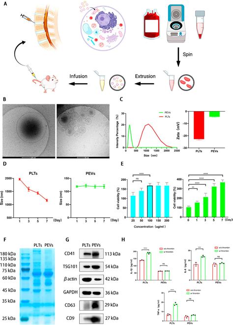 Preparation And Characterization Of The Platelet Derived Extracellular