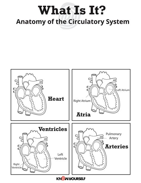 Circulatory System 2º Worksheet Live Worksheets Worksheets Library