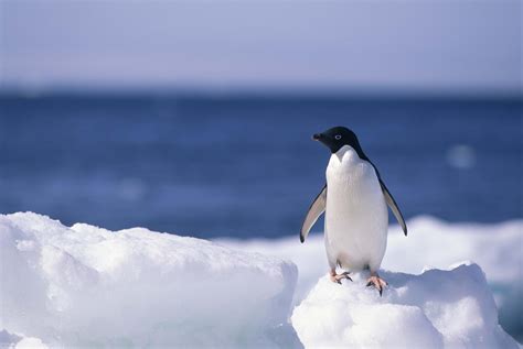 Baby Penguin Wallpapers - Top Free Baby Penguin Backgrounds ...