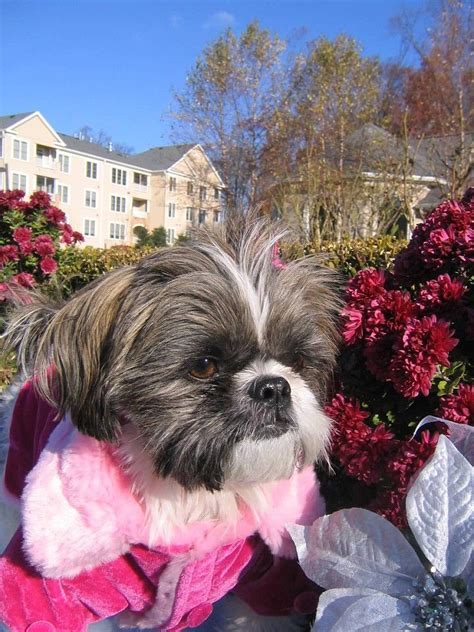 Shih Tzu Pretty In Pink Shih Tzu Shih Tzu Puppy Dogs