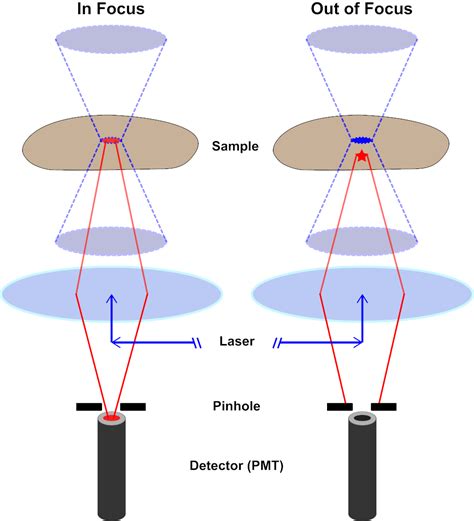 Confocal Fluorescence Microscopy and Localization of Proteins ...