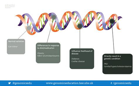 How Many Genes Do Humans Have? | Genetics Digest