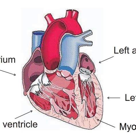 Illustration Of The Heart Showing The Left Ventricle Lv And The