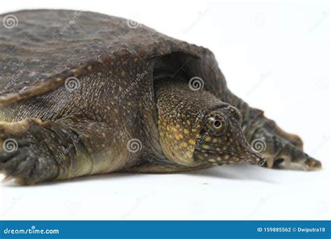 Common Softshell Turtle Or Asiatic Softshell Turtle Amyda Cartilaginea