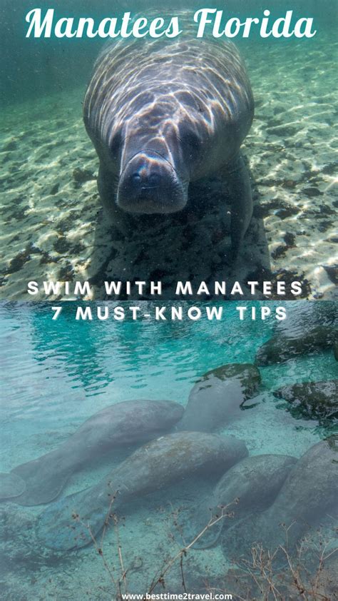 Swim With Manatees In Florida 7 Must Know Tips In 2023 Swimming