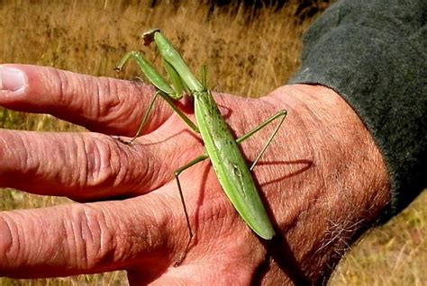 Chinese Mantid Tenodera Sinensis Bugguide Net