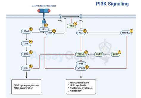 Decoding the Language of Cells: Chemokine Signaling Pathways Unveiled ...