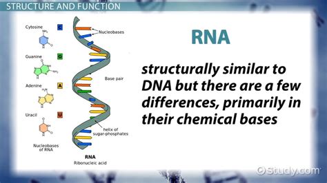 DIAGRAM Diagram Of Genetic Organization MYDIAGRAM ONLINE