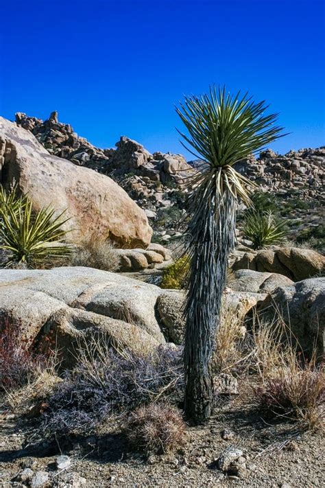 Yucca And Strawberry Hedgehog Cactus Echinocereus Engelmannii A