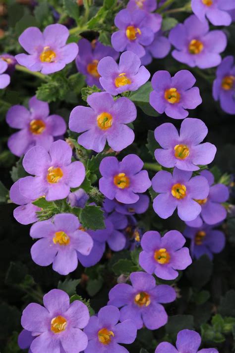 Bacopa sutera cordata Big Falls Dark Blue 24 | Lucas Greenhouses