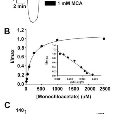 Differential Effect Of Dichloroacetate DCA On Intracellular Levels Of