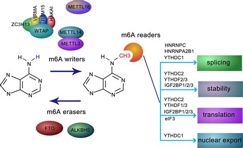 Frontiers N Methyladenosine Sculpted Regulatory Landscape Of