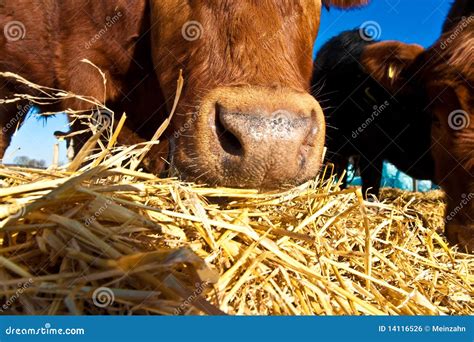 Friendly Cattle On Straw Royalty Free Stock Image Image 14116526