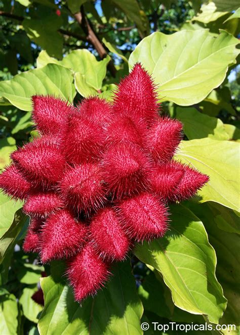 Bixa Orellana Lipstick Tree Annatto Achiote