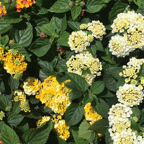 Lantana Full Sun Blooms Until First Frost Annual - Greenology Organic