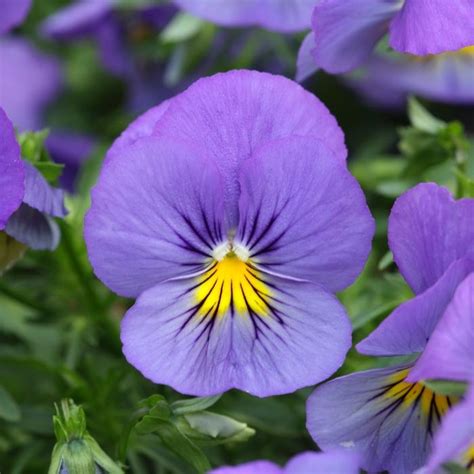 Viola X Wittrockiana Blue Skies Spreading Pansy From George Didden