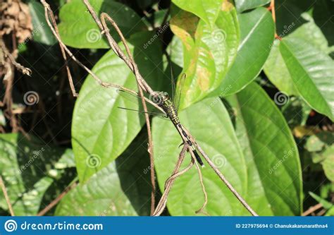 Overhead View Of A Male Southern Hawker Dragonfly Sitting Top Of A Dead