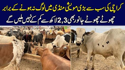 Cow Mandi Northern Bypass Karachi Cow Mandi Updates Cattle Rates In