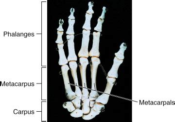 metacarpus