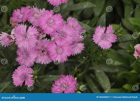 Cheddar Cliff Pink X Dianthus Gratianopolitanus X Rock Garden