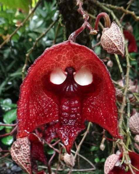 Creepy Plants | Others