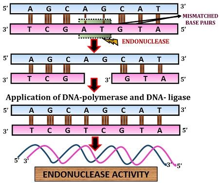 Difference Between Endonuclease And Exonuclease With Comparison Chart