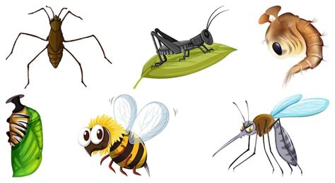 Colecci N De Diferentes Vectores De Insectos Vector Gratis