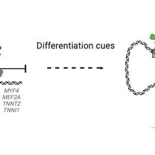 Inhibition Of Myogenic Differentiation By SNAI2 In Proliferating