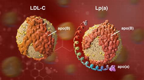 Lipoprotein(a) Archives - The Skeptical Cardiologist