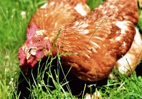 How To Make Homemade Chicken Feed Practical Guide