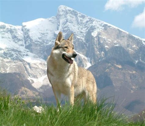 Perro Lobo De Saarloos