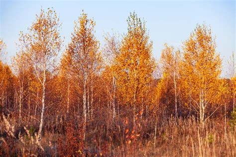 Autumn Birch Forest Stock Photo Image Of Beautiful Landscape 21391120