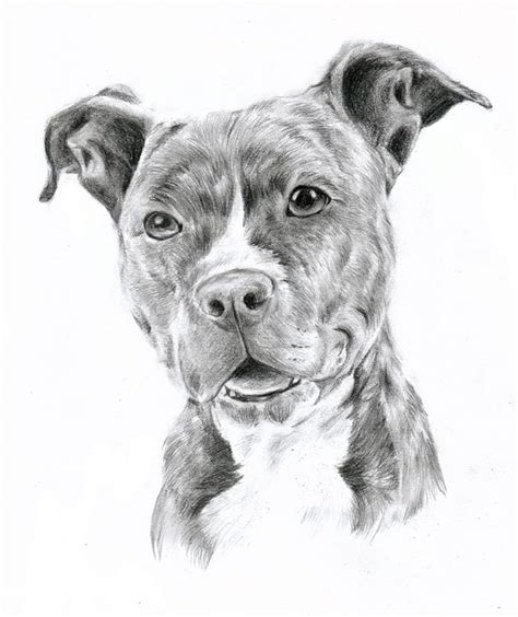 Pitbull Dog Black And White Drawings