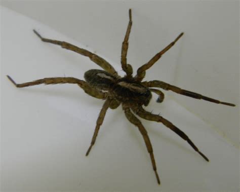 Wolf Spider - http://spidersguide.blogspot.com/