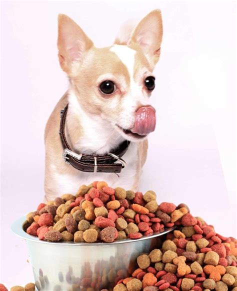 Best Dog Food For Chihuahua Adults and Seniors