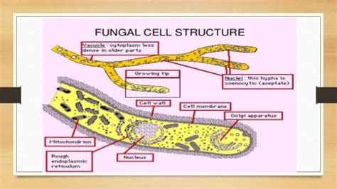 Fungal Cell Membrane