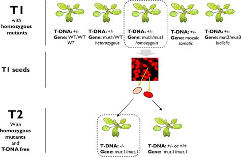 Fast Red Combined With Crispr To Generate T Dna Free Mutants The Five