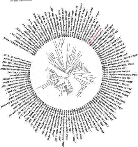 Core Genome Based Phylogenetic Tree Based On The Alignment Of Core