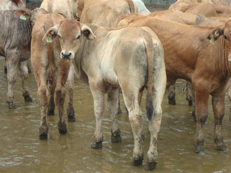 Estrela Rural Bezerros 12 Sangue Angus