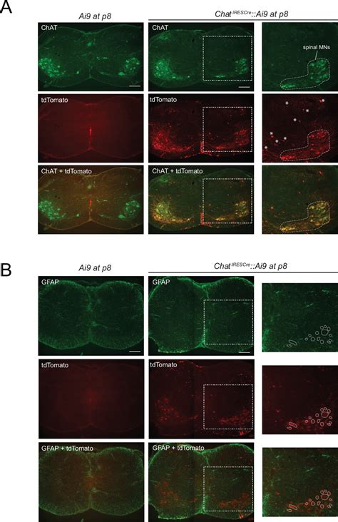 Figures And Data In Control Of Spinal Motor Neuron Terminal