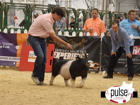 The Exposition Division III Crossbred Gilts The Pulse