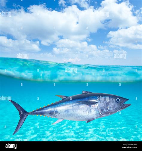 Bluefin tuna Thunnus thynnus underwater Stock Photo - Alamy