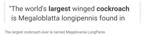 The largest cockroach ever is named Megalovania LongPenis | Scientific ...