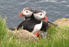 Horn Head Puffins – Emma Cownie