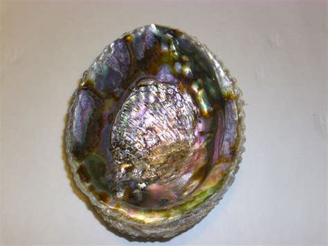 Pink Abalone Sea Shell One Side Polished Beach Craft